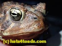 /home//u458753944/public_html/sourcegallery////////Roxborough Toad Detour/2013-2019/2017/P4050677.JPG